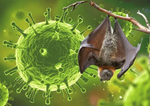 Virus Nipah: Gejala, Penularan, dan Cara Mencegahnya